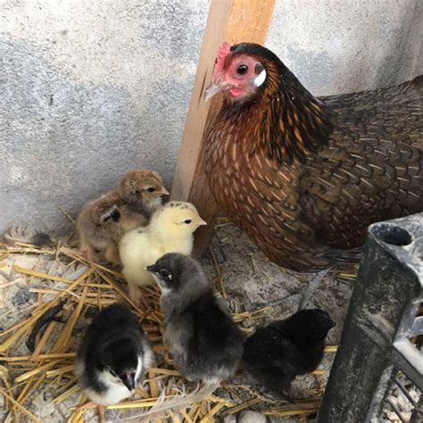 Allevatori galline Ovaiole e galline Ornamentali